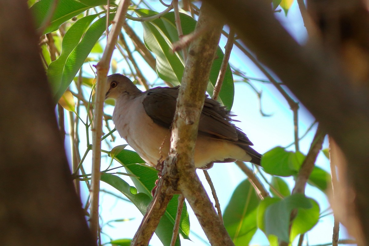 Colombe à front gris - ML154817731