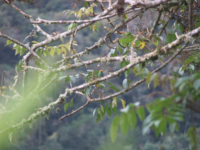 Saffron-crowned Tanager - Daniel de Jesus Garcia León