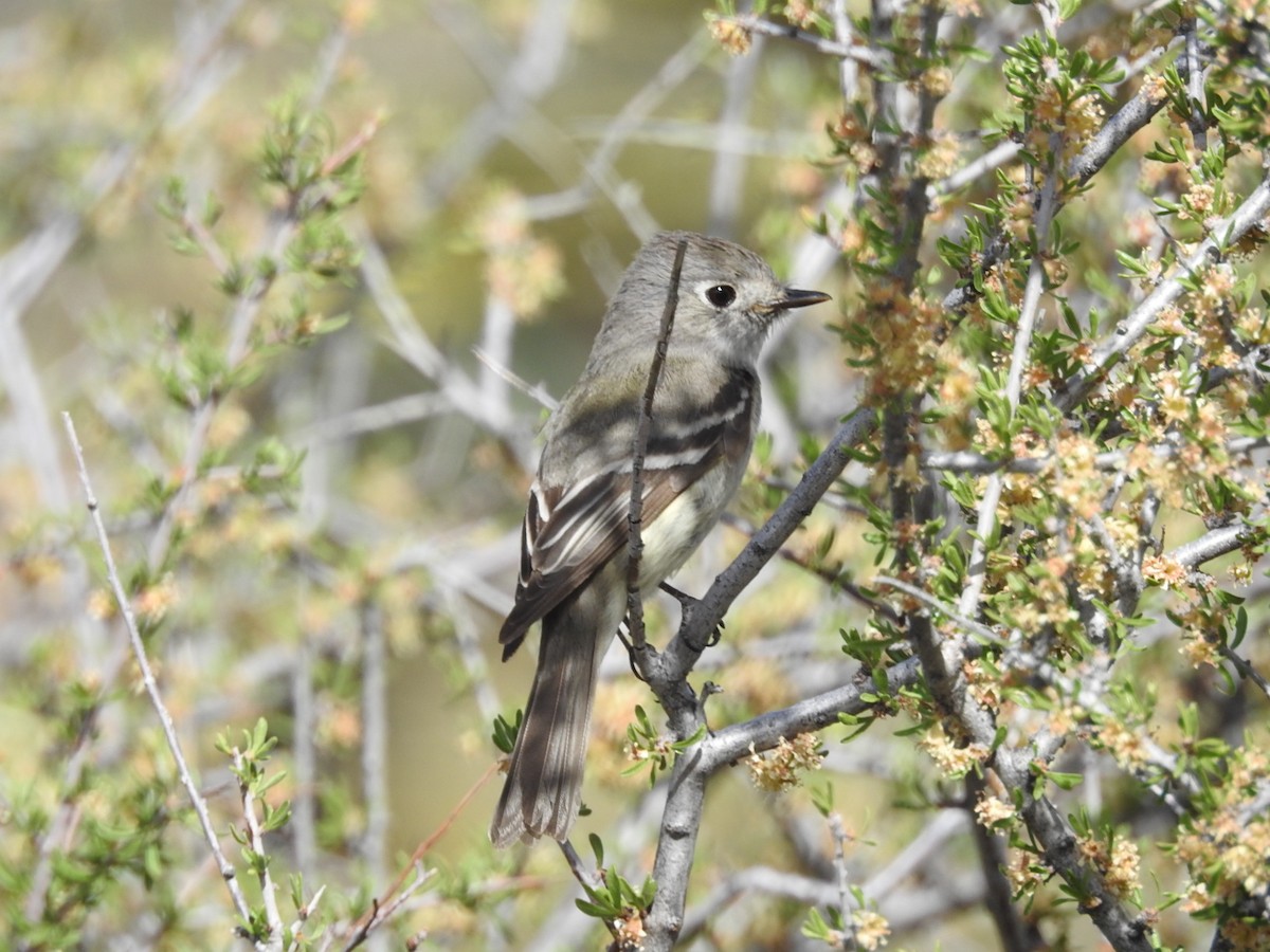 Dusky Flycatcher - ML154818331