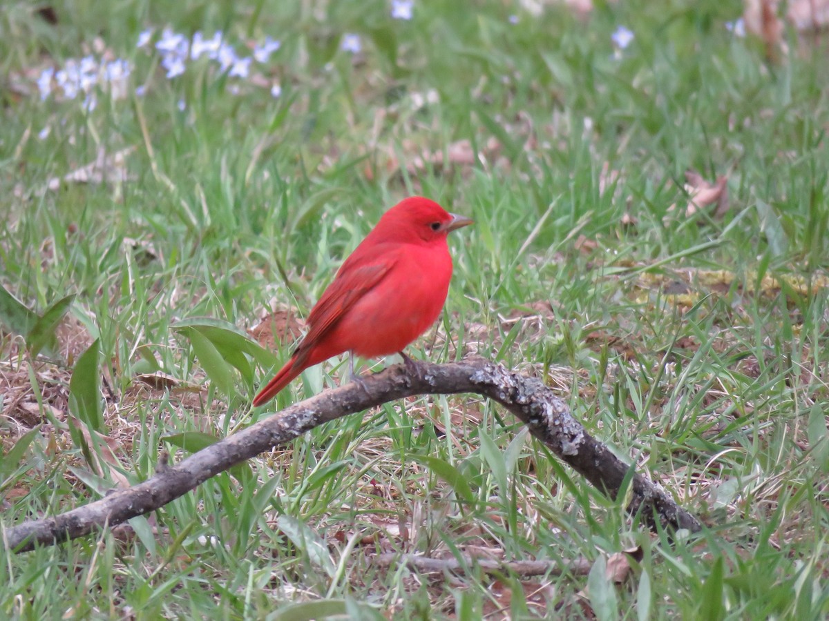 Summer Tanager - Kathy Hardiman