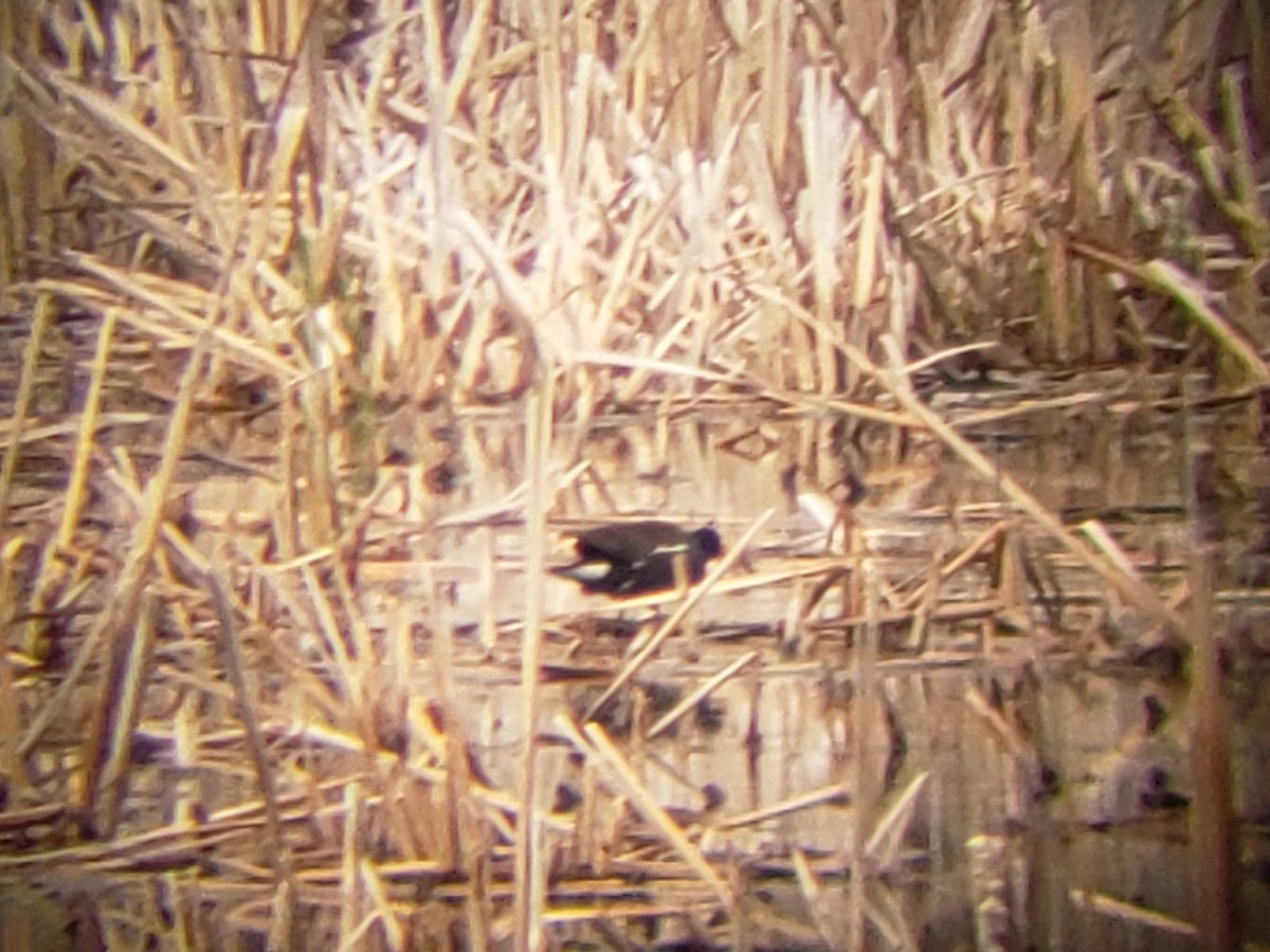 Gallinule d'Amérique - ML154820601