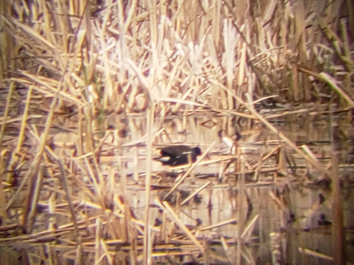 Common Gallinule - ML154820601