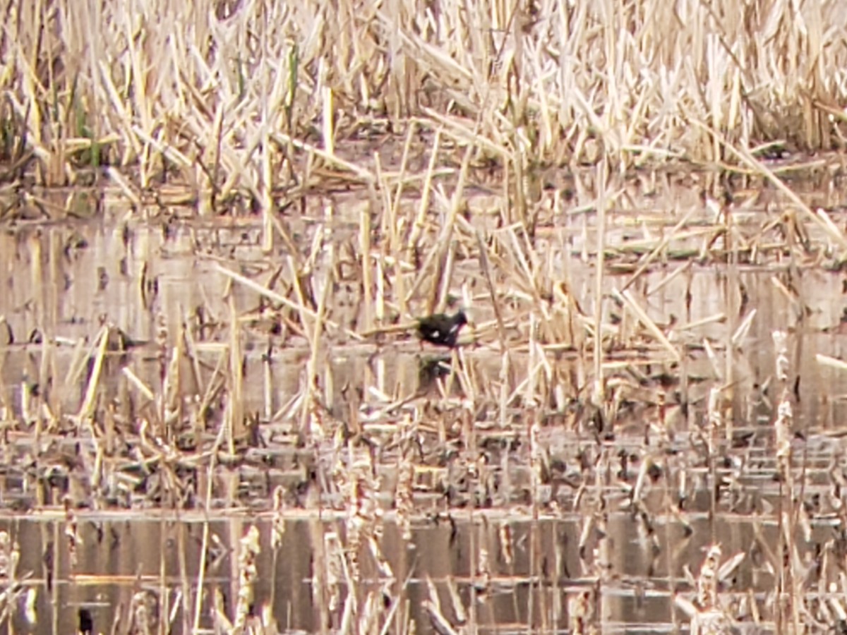 Gallinule d'Amérique - ML154820611