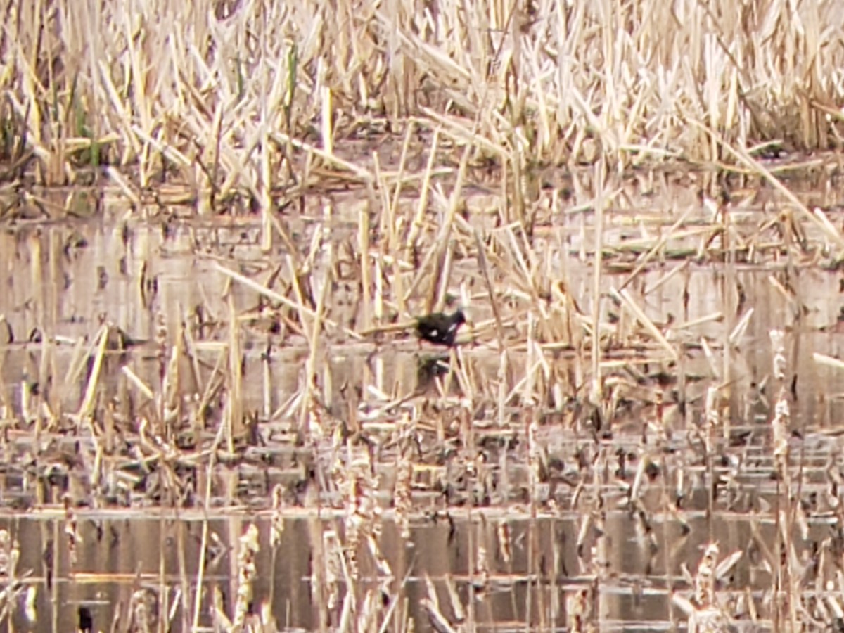 Common Gallinule - ML154820611