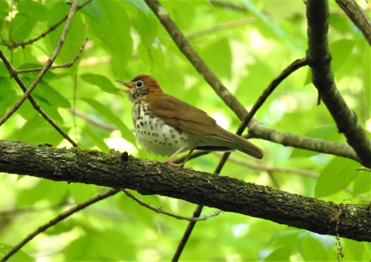 Wood Thrush - ML154820771