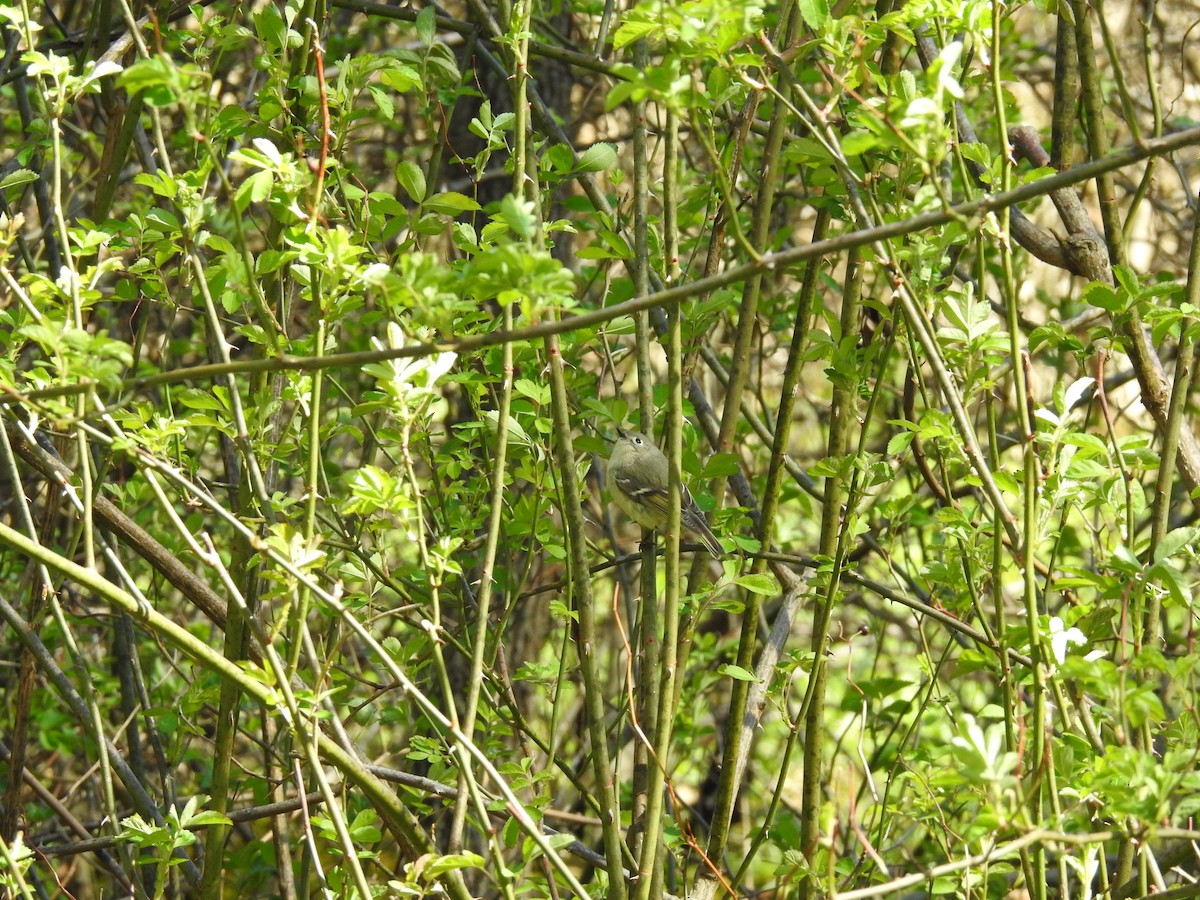 Ruby-crowned Kinglet - ML154821091