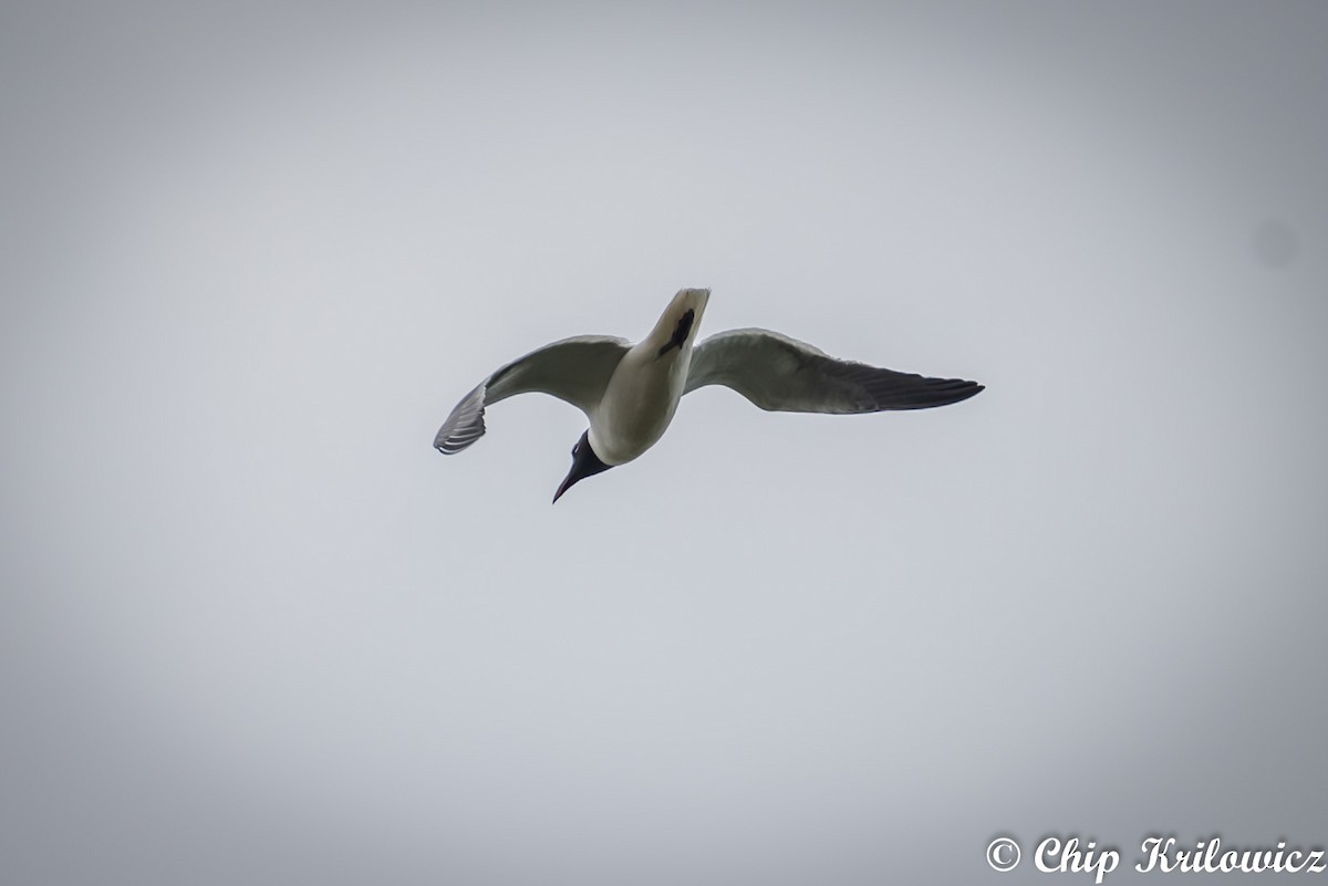 Mouette atricille - ML154821121