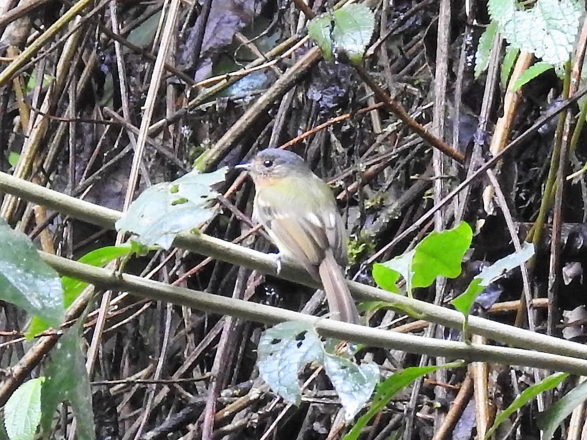 Rufous-breasted Flycatcher - ML154821361