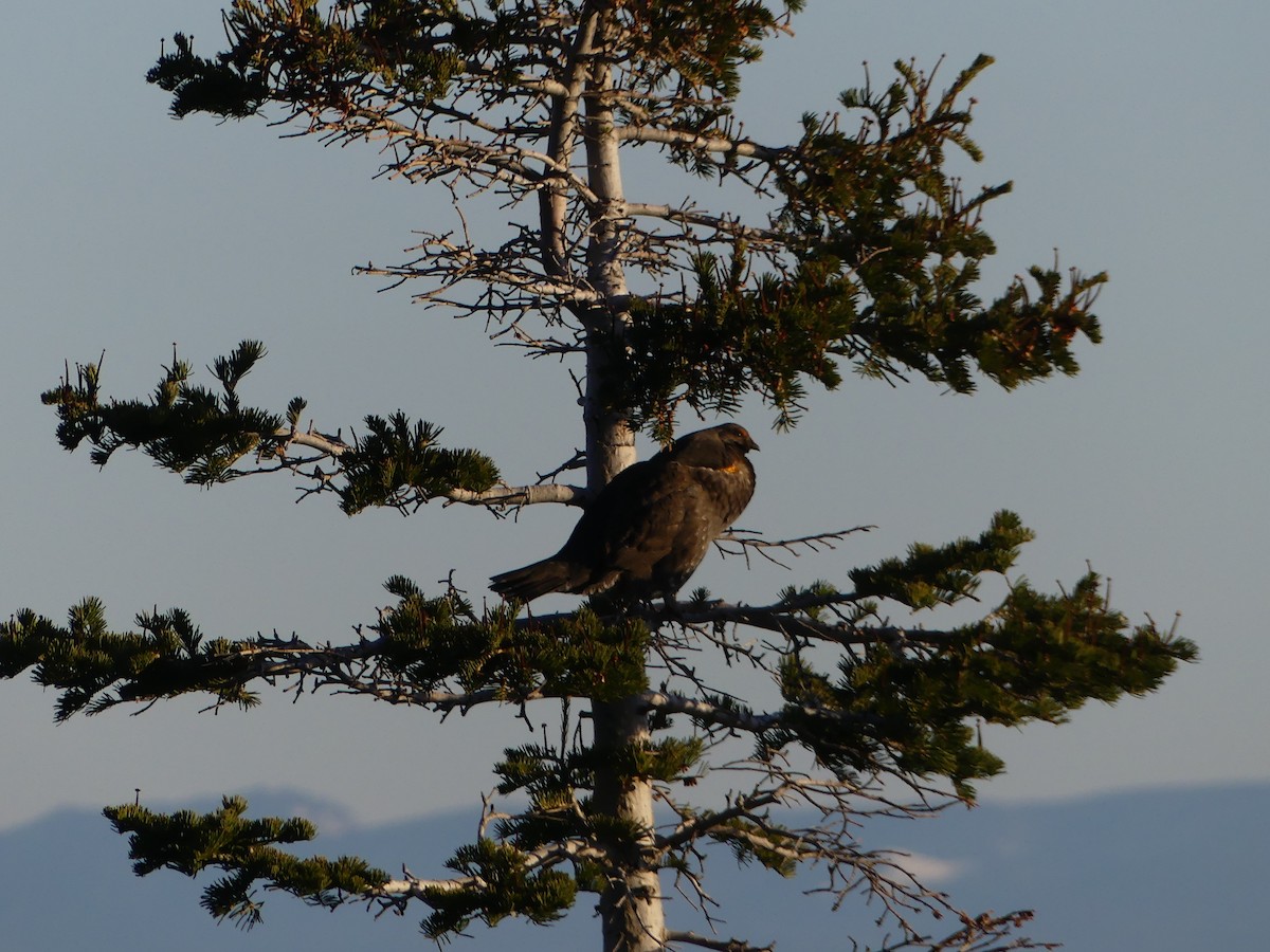 Sooty Grouse - ML154822351