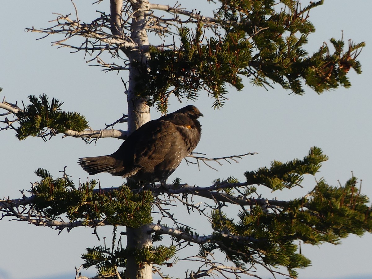 Sooty Grouse - ML154822381