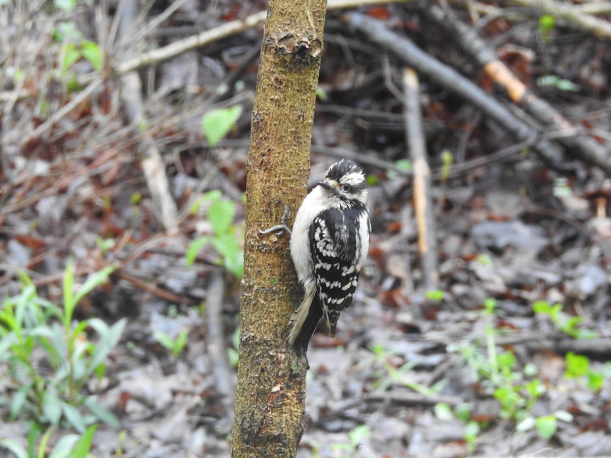 Downy Woodpecker - ML154822931