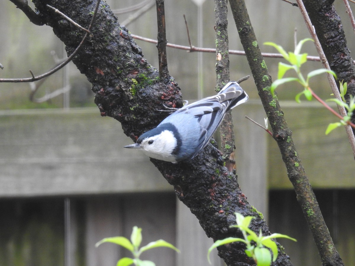 White-breasted Nuthatch - Adam Zorn