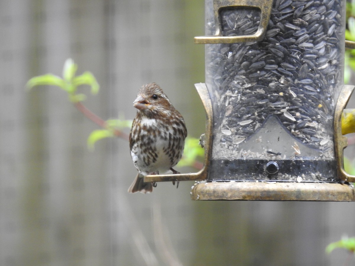 Purple Finch - Adam Zorn