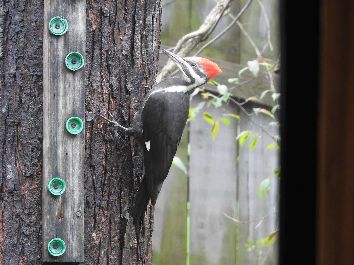 Pileated Woodpecker - ML154824951