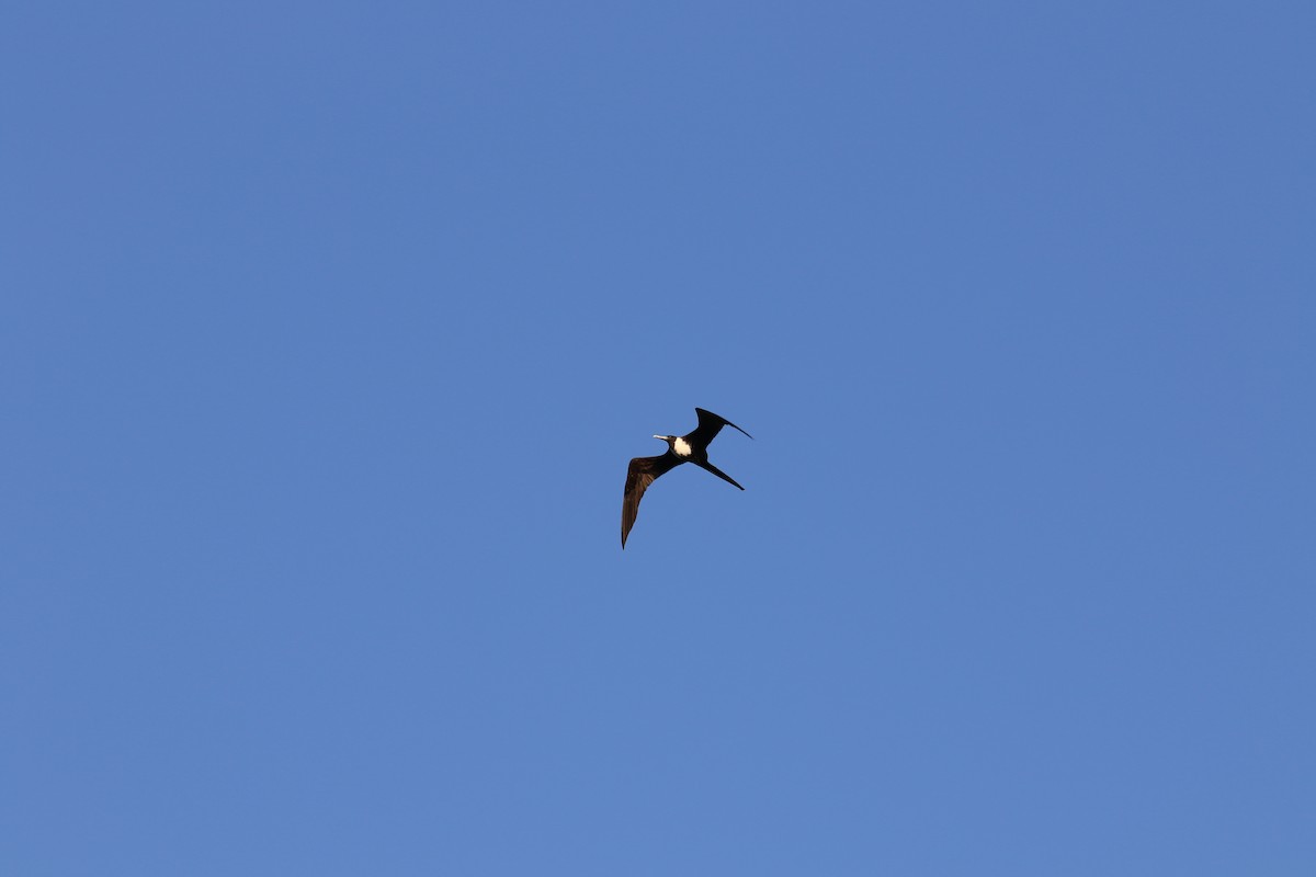 Magnificent Frigatebird - ML154825411