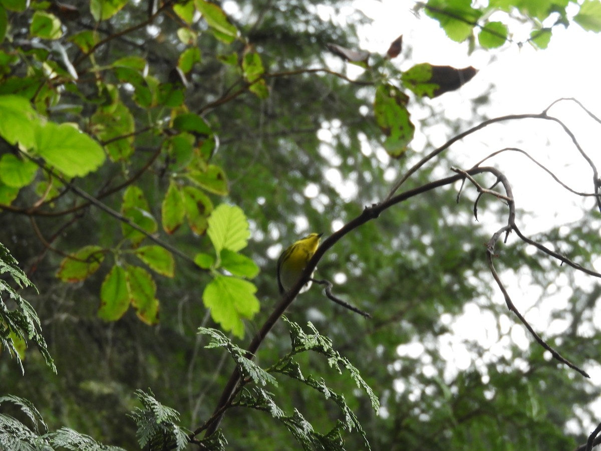 Townsend's Warbler - ML154827261