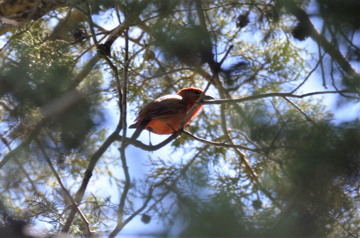 Hepatic Tanager - ML154827711