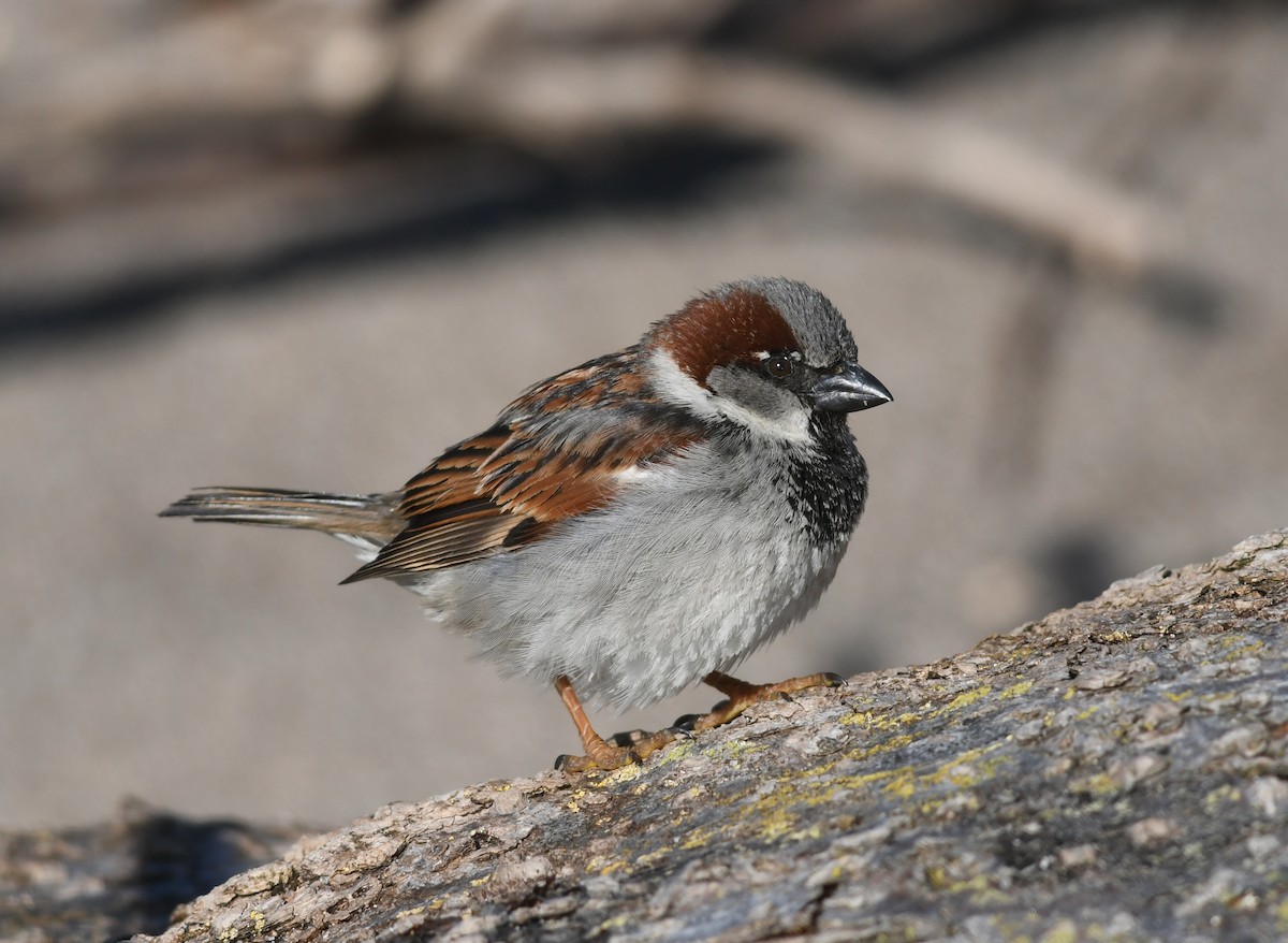 House Sparrow - Joshua Vandermeulen