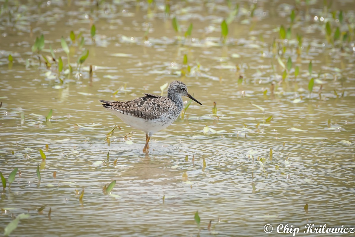 Lesser Yellowlegs - Chip Krilowicz