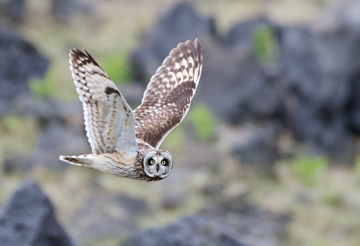 Short-eared Owl - ML154829331