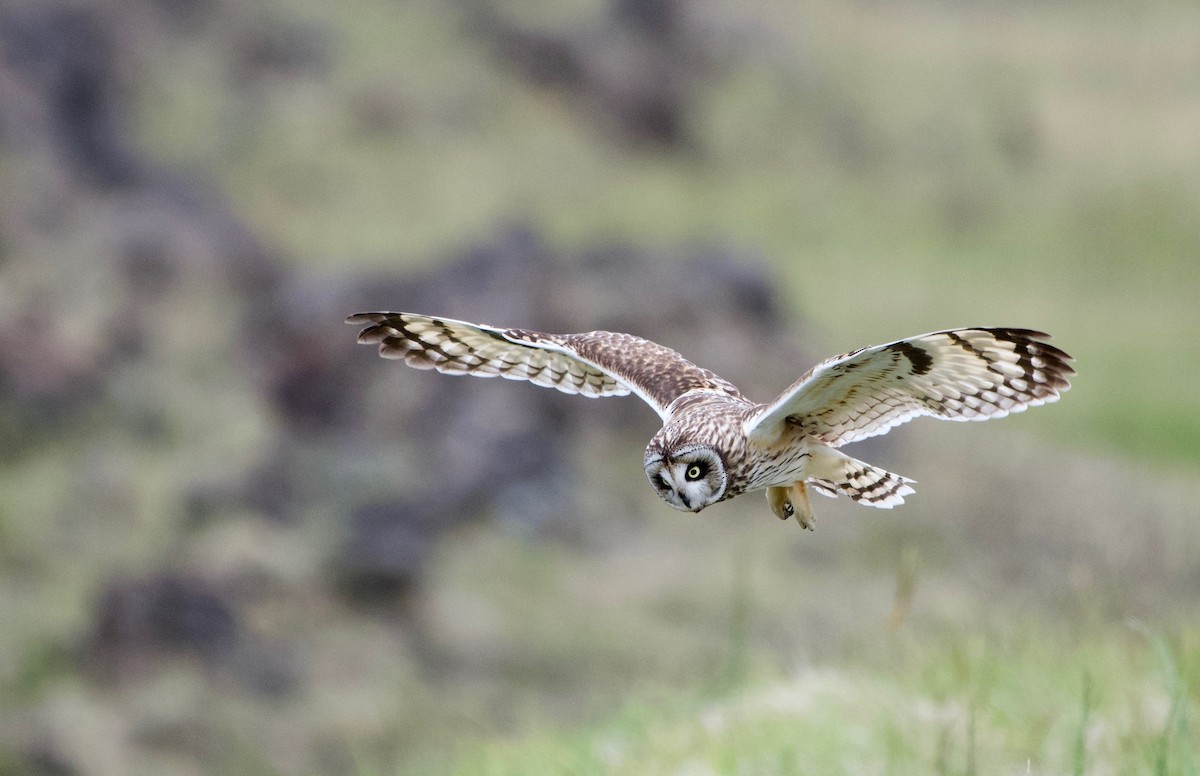 Short-eared Owl - ML154829351