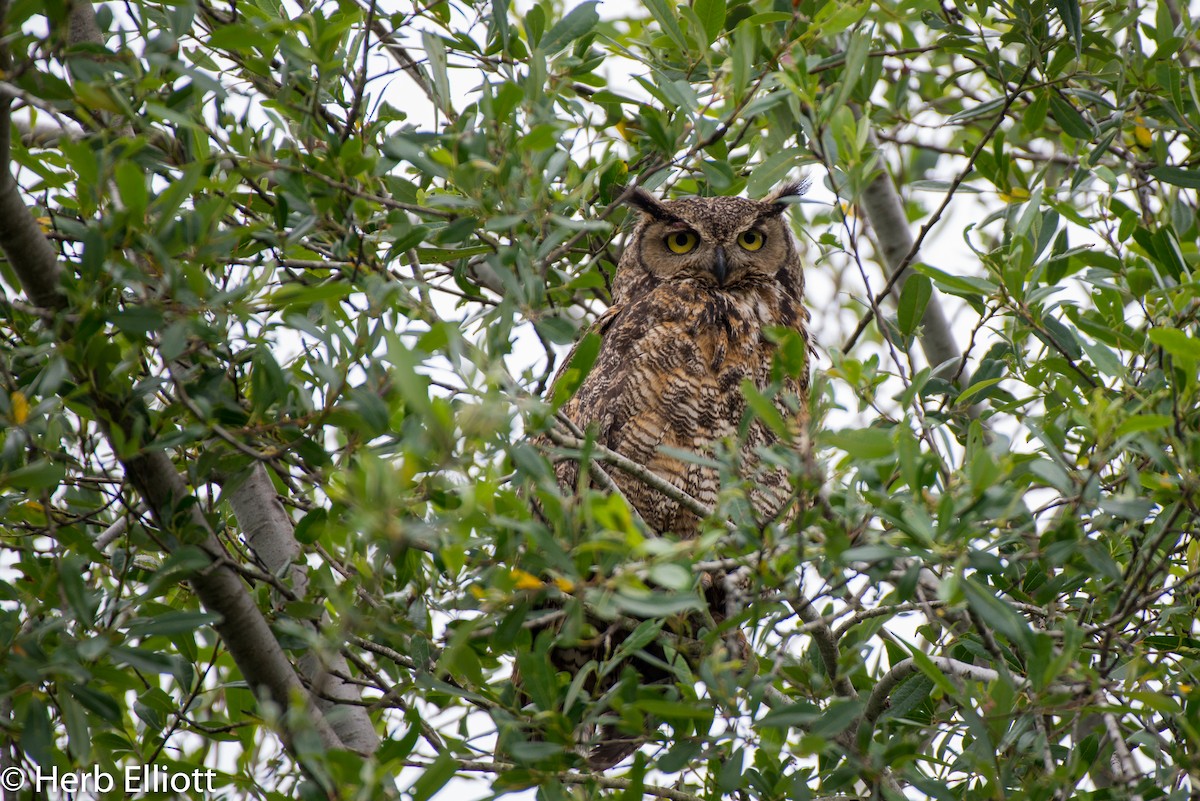Great Horned Owl - ML154829701