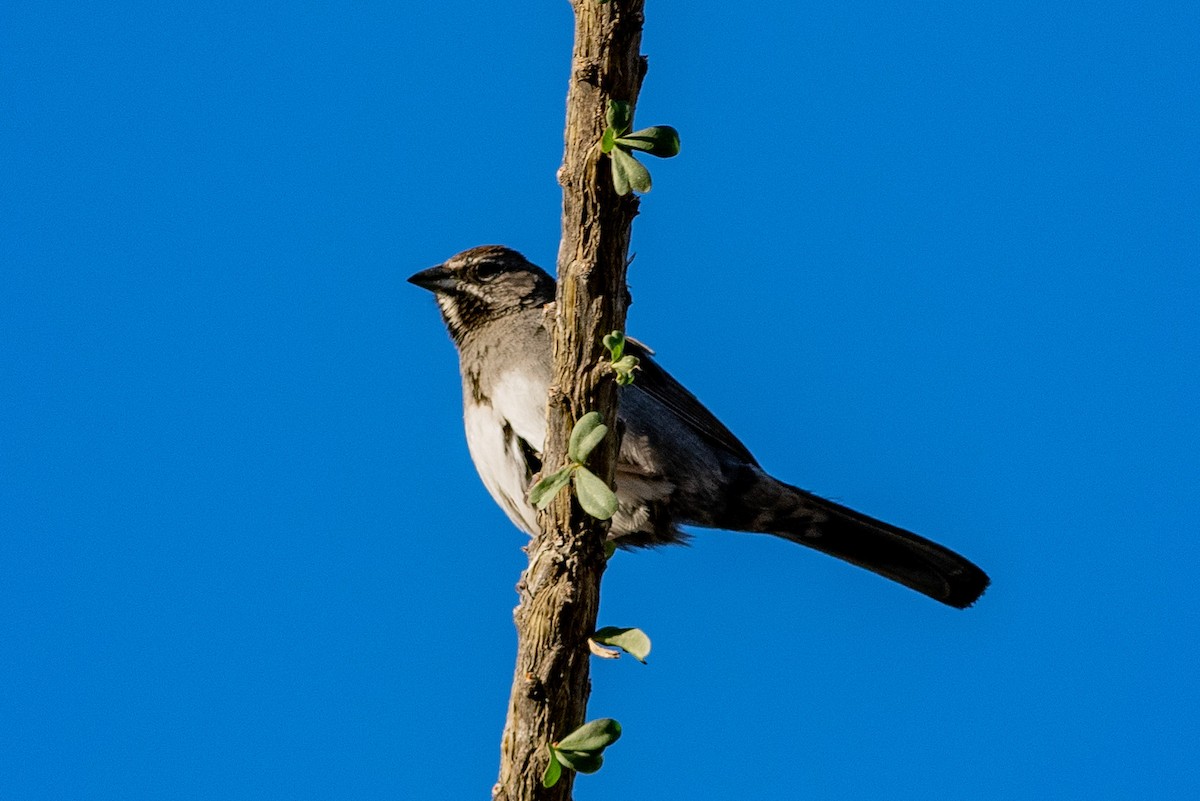 Five-striped Sparrow - ML154829821