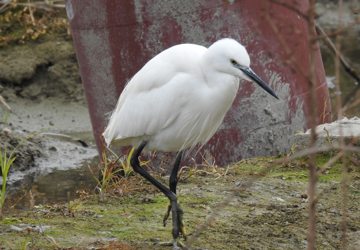 Little Egret - Phoenix Kwan