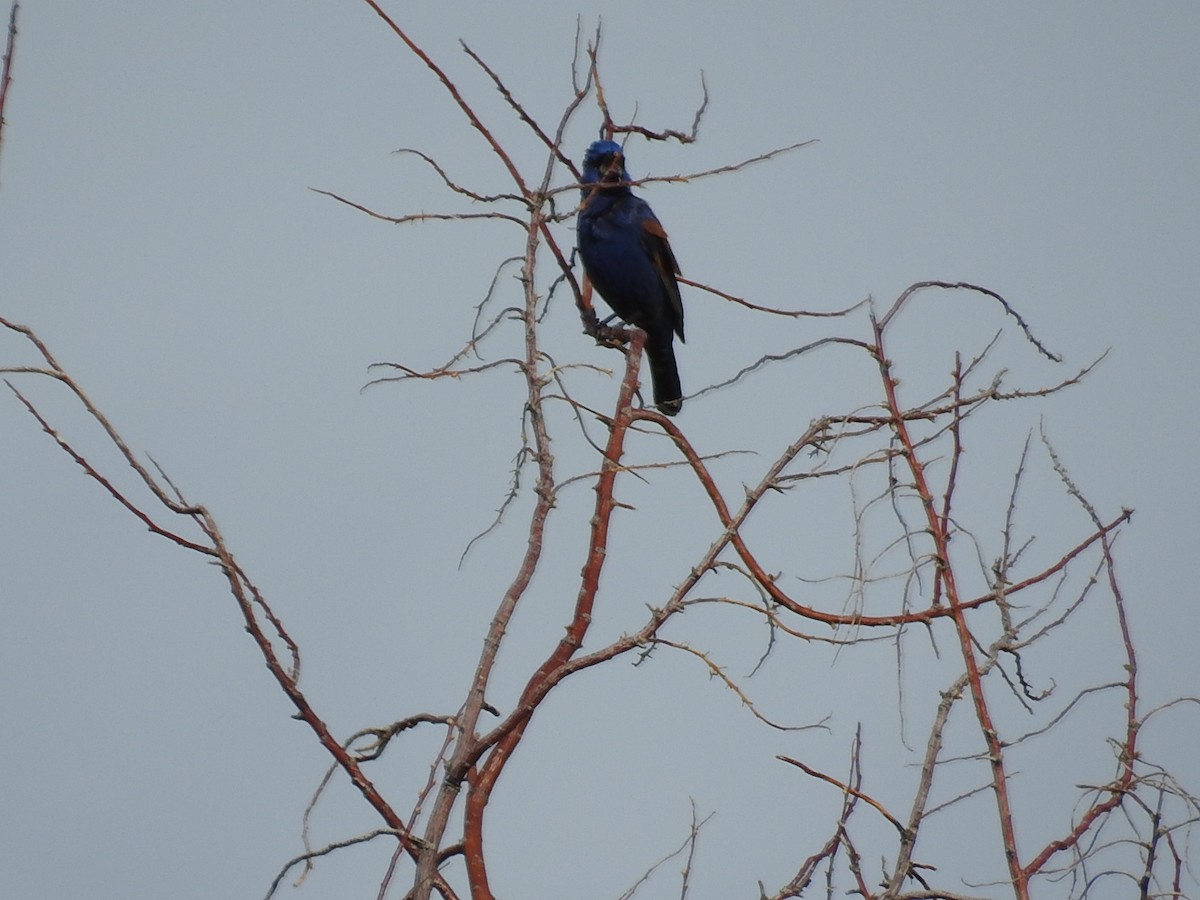 Blue Grosbeak - ML154830451