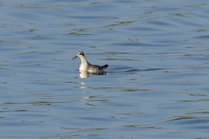 Red-necked Phalarope - Manfred Bienert