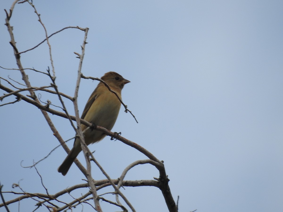 Lazuli Bunting - ML154831861