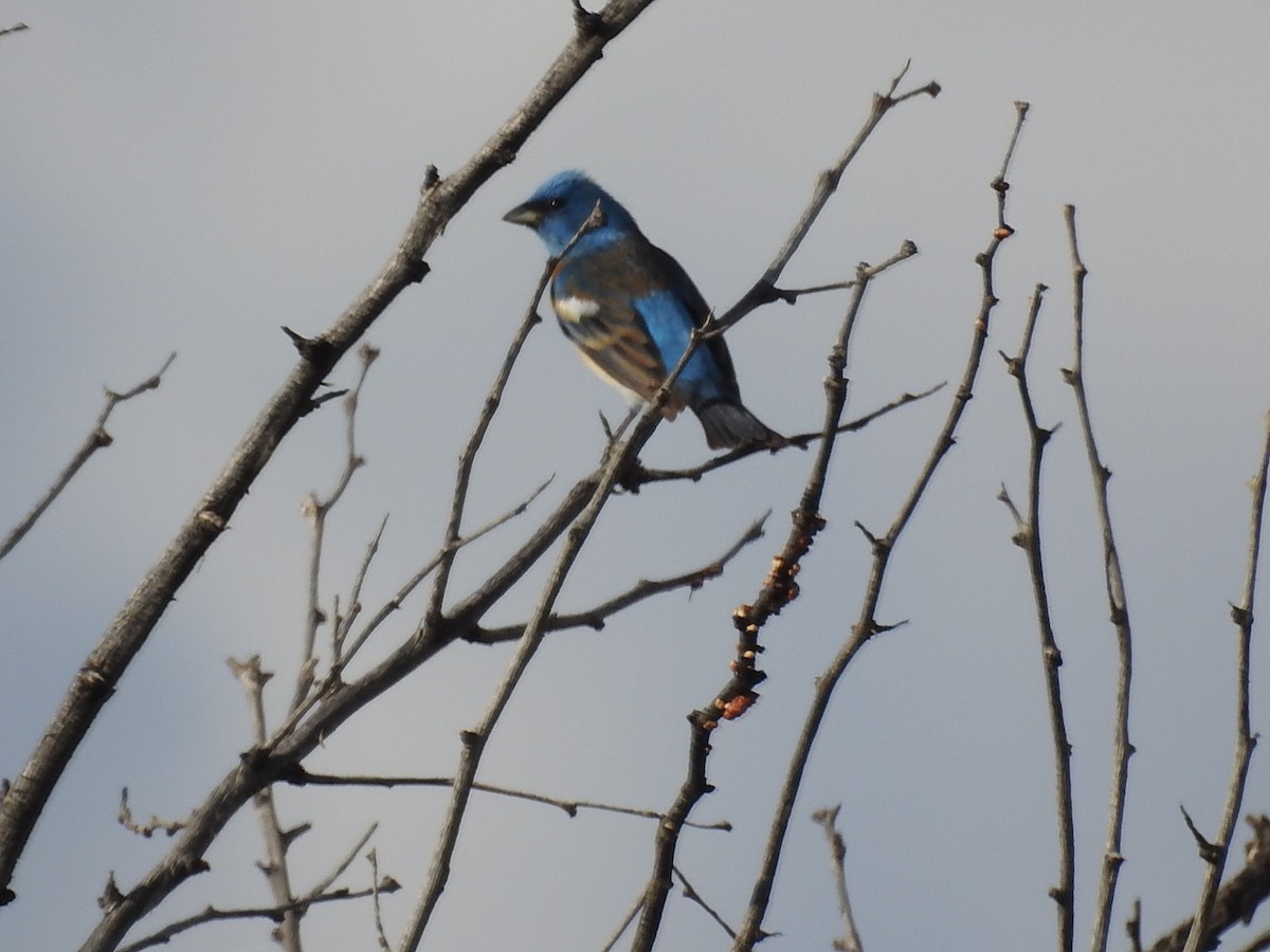 Lazuli Bunting - ML154832021