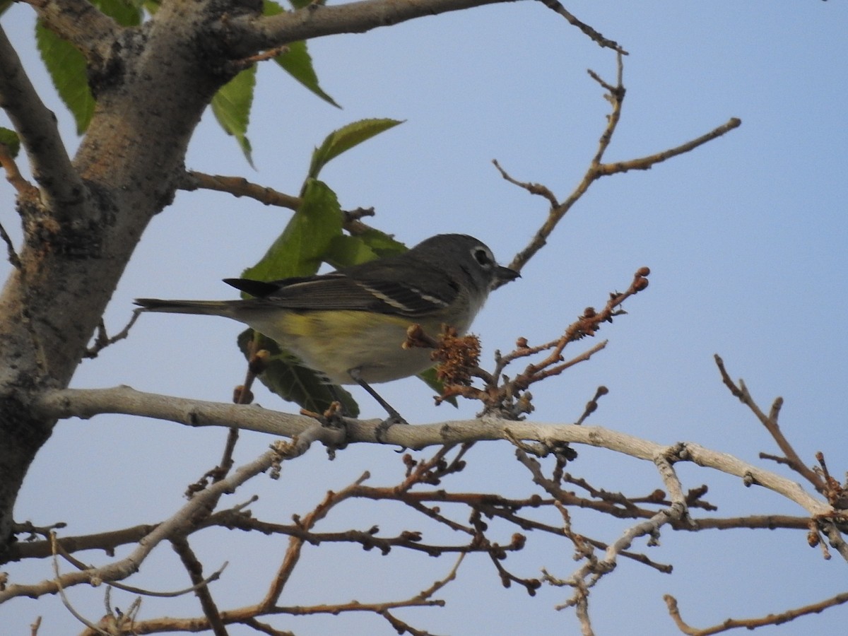 Cassin's Vireo - Debbi Senechal