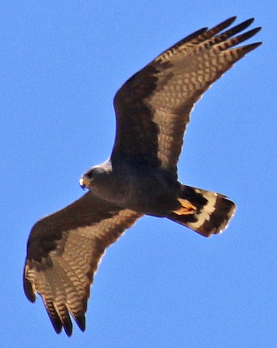 Zone-tailed Hawk - ML154833171