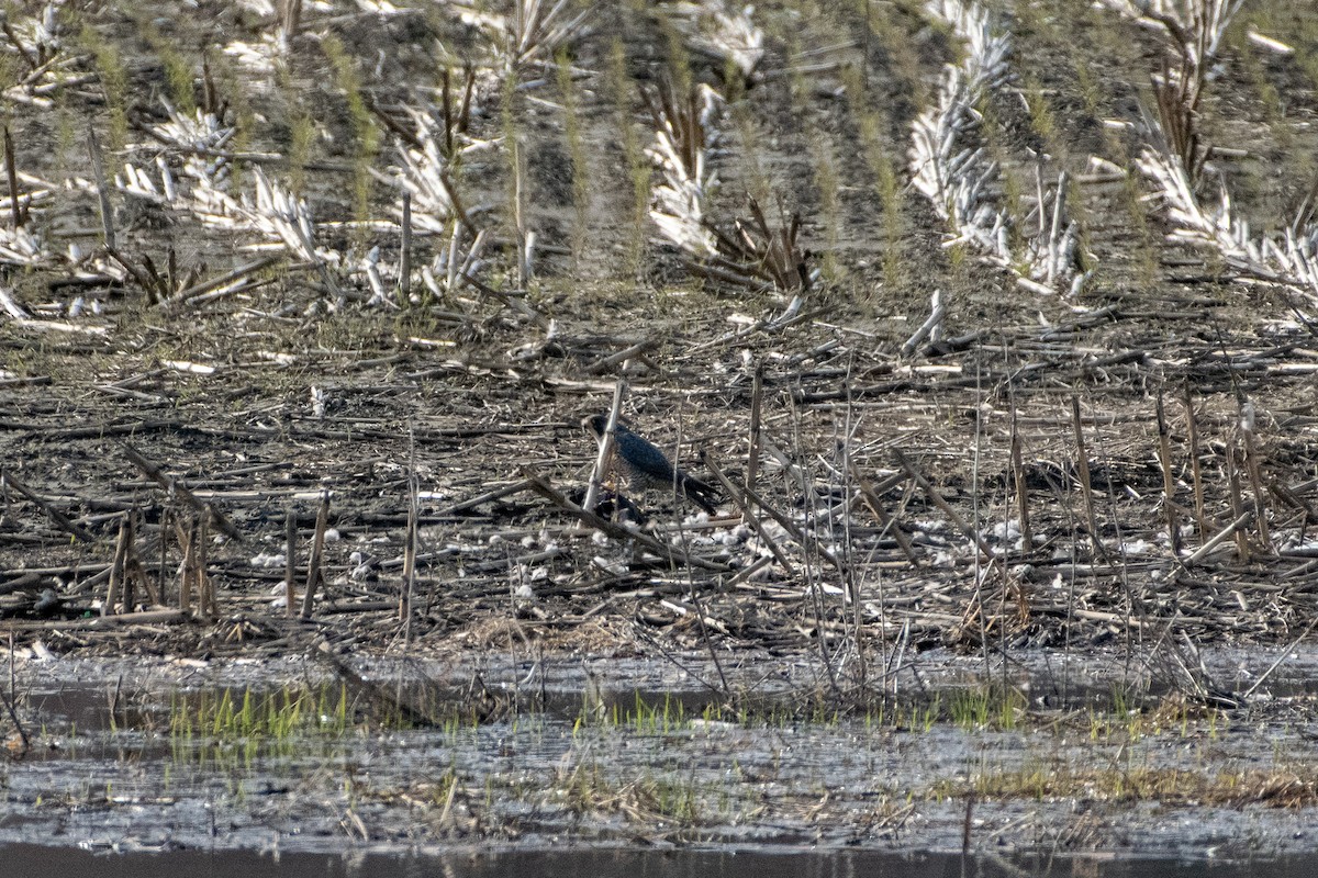 Halcón Peregrino - ML154833311