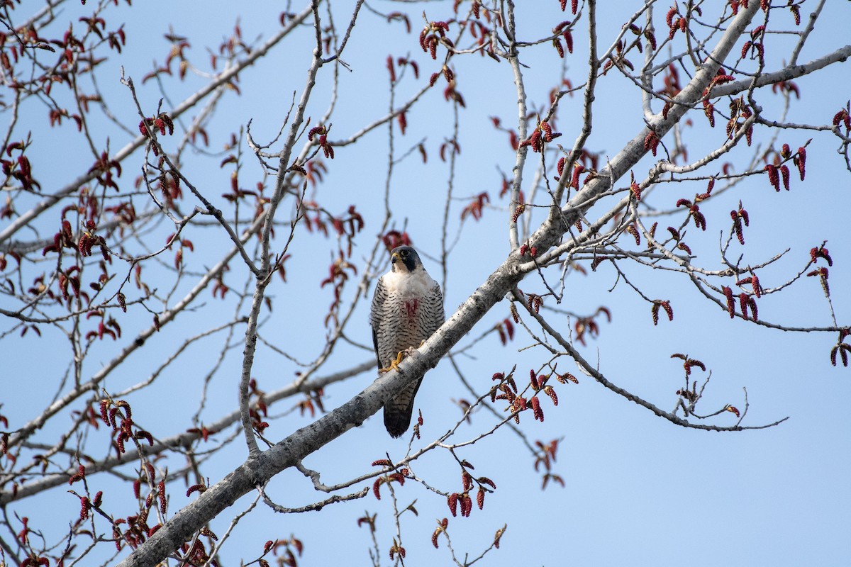 Peregrine Falcon - ML154833341