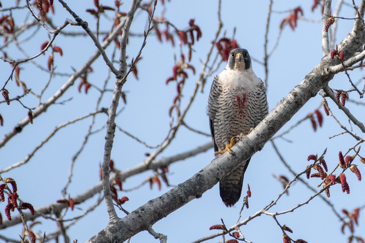 Peregrine Falcon - ML154833351