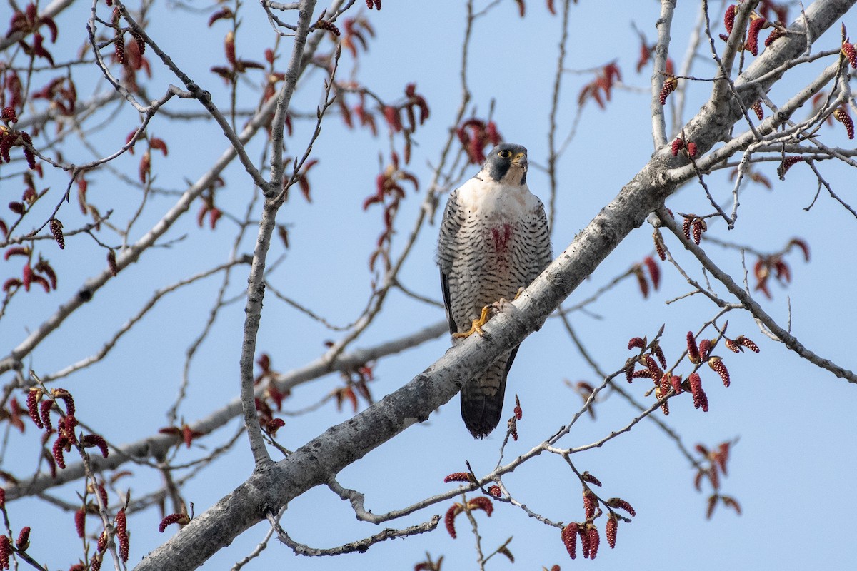 Halcón Peregrino - ML154833361