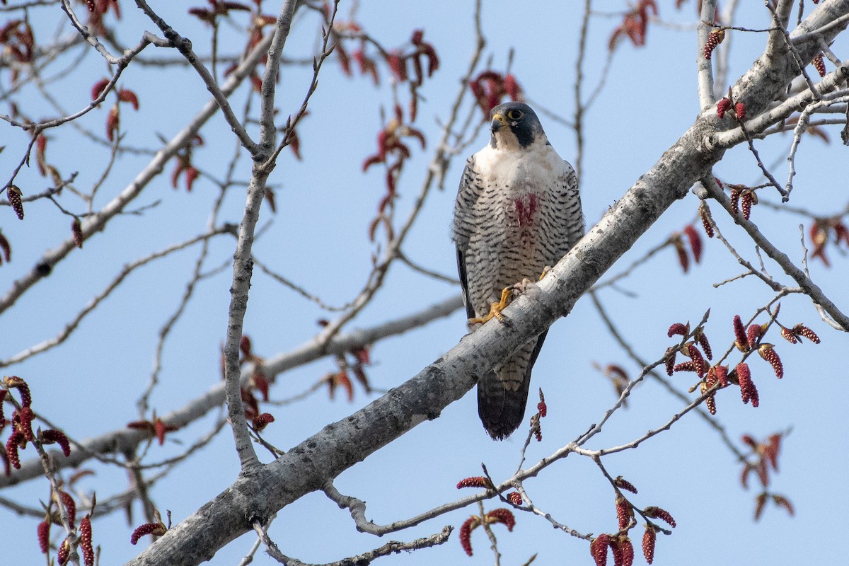 Peregrine Falcon - ML154833371