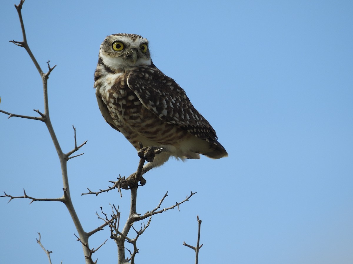 Burrowing Owl - ML154833481
