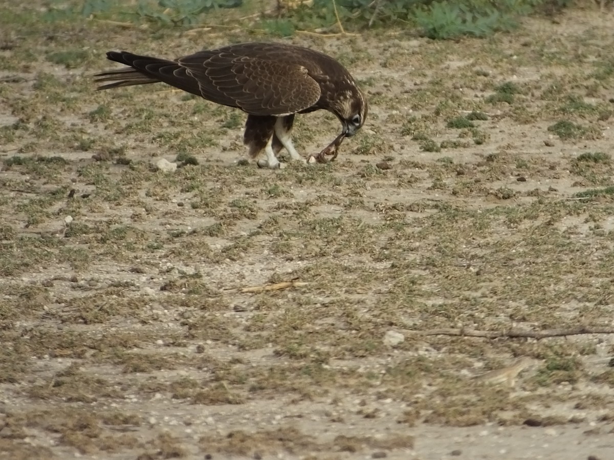 Laggar Falcon - ANAND PRASAD