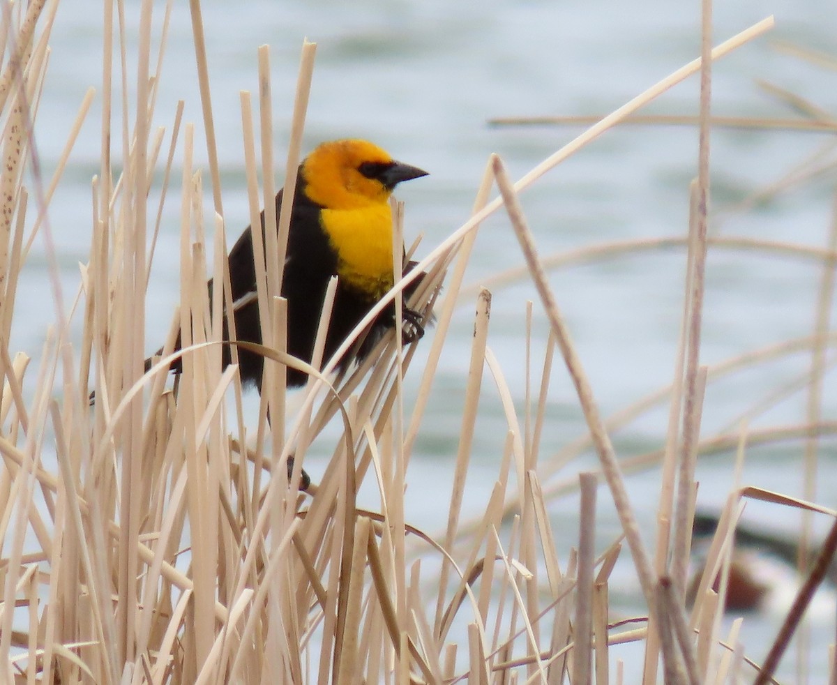 Yellow-headed Blackbird - ML154834911