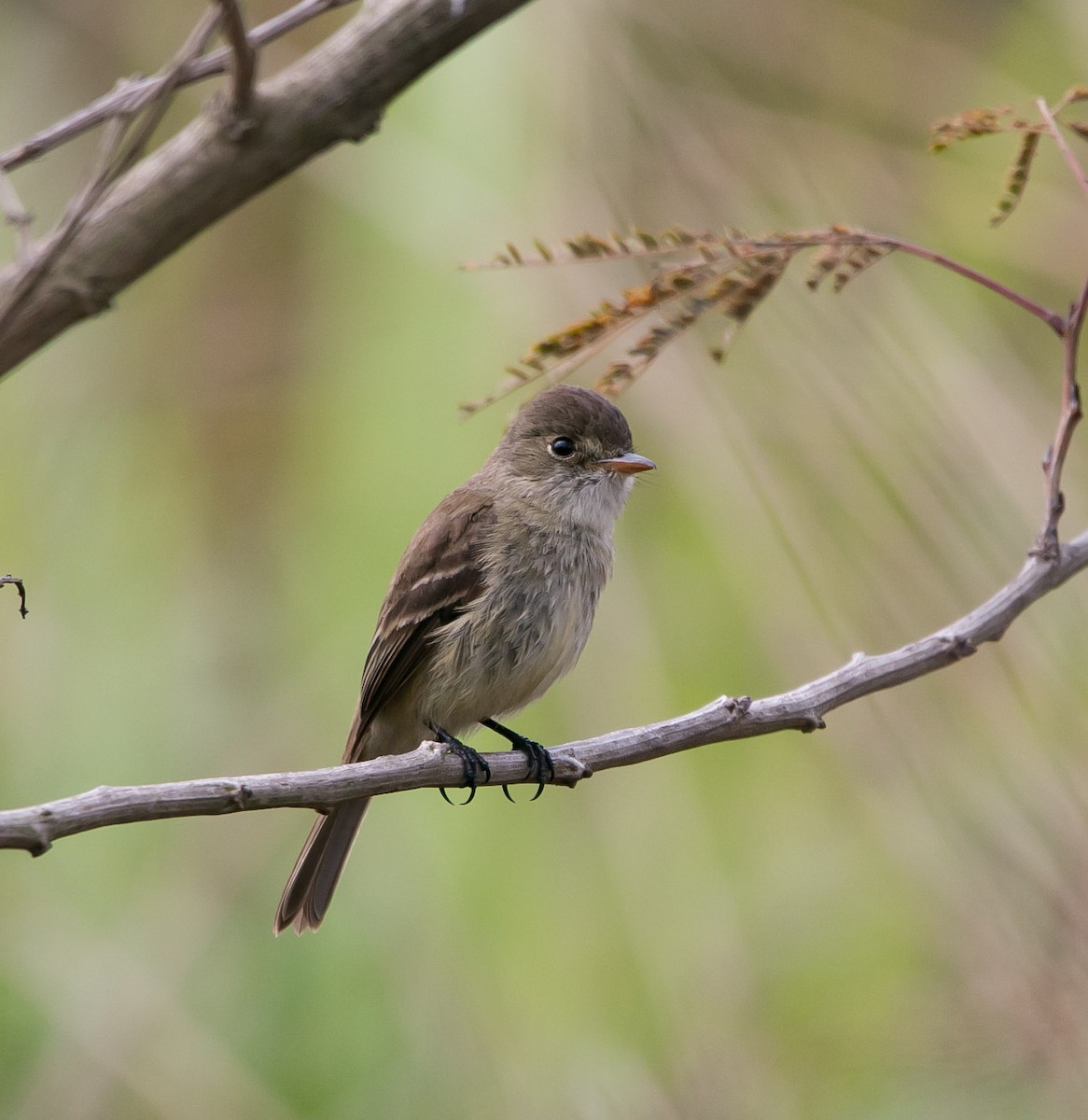 White-throated Flycatcher - ML154836991