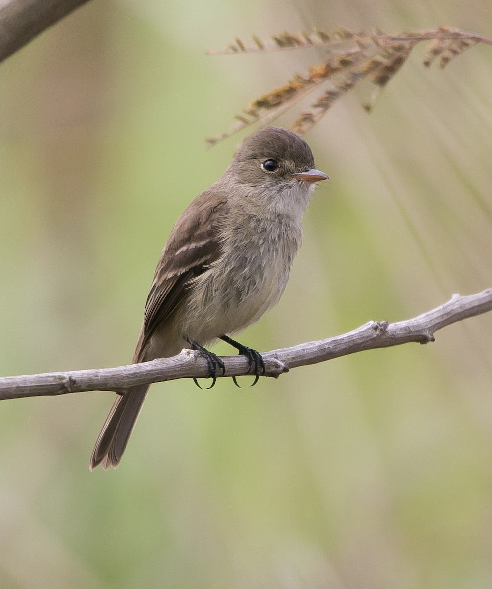 White-throated Flycatcher - ML154837341