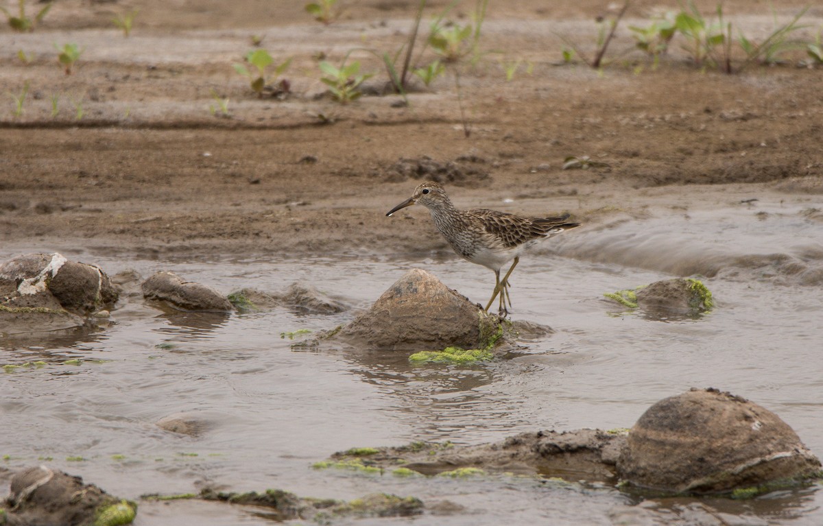 Pectoral Sandpiper - Hederd Torres García