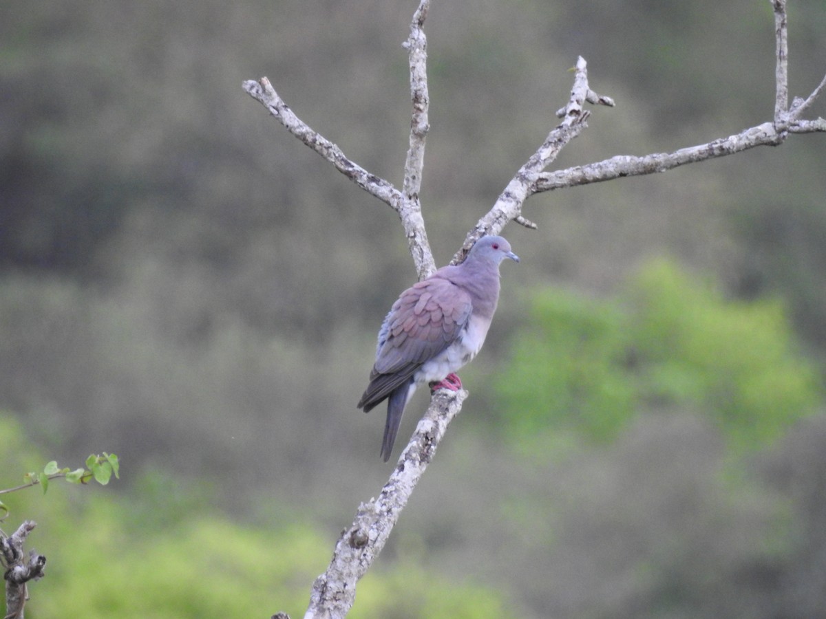 Pale-vented Pigeon - ML154838661