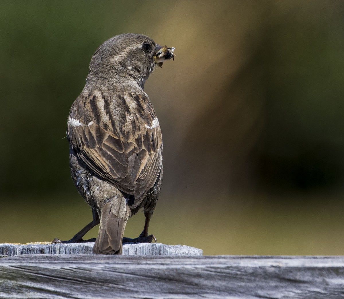 House Sparrow - Jason Lott