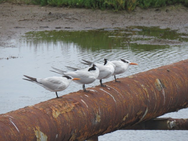 Royal Tern - Christiane Shannon