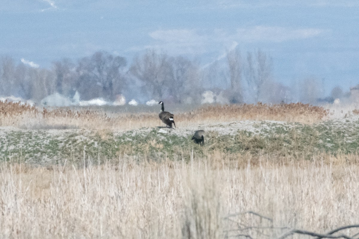 Canada Goose - ML154841051