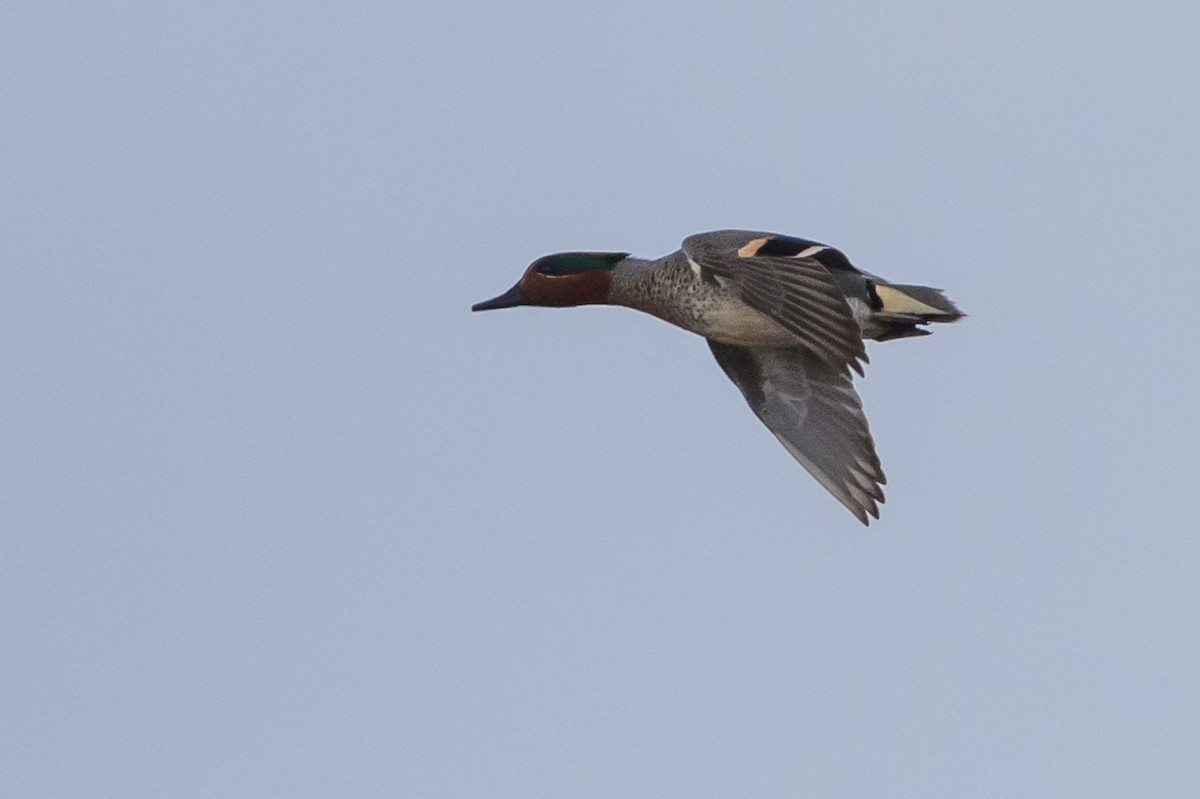 Green-winged Teal - ML154841371